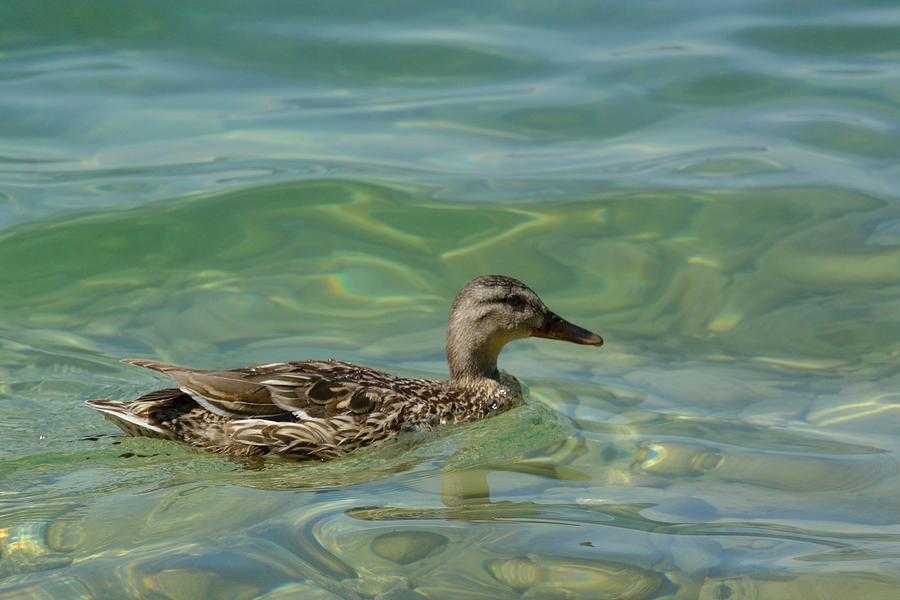 Duck Photograph - Swimming by Bunny My Yummy