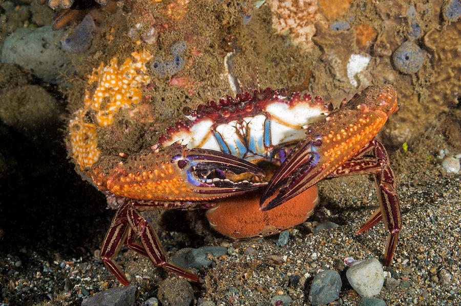 Swimming Crab Photograph by Andrew J. Martinez