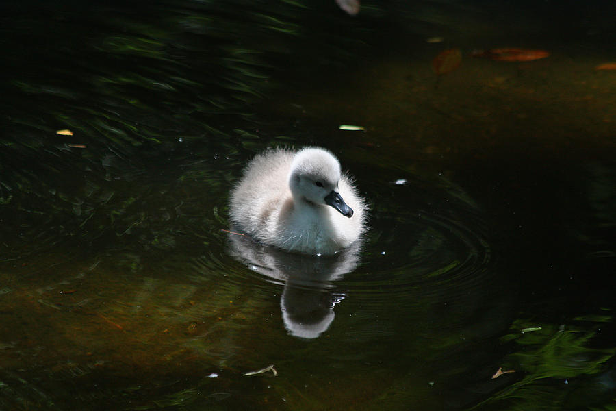 Swimming Cygnet Photograph by Jean Clark