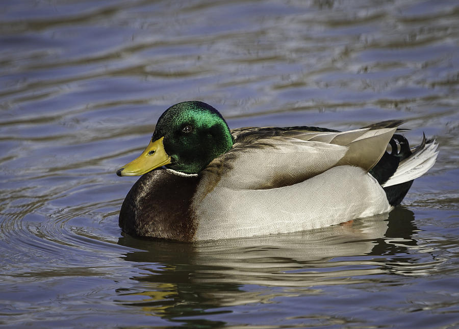 Duck Photograph - Swimming Drake Mallard by Thomas Young