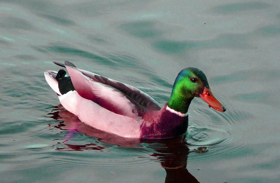Swimming Duck Colours Photograph by Laurie Tsemak