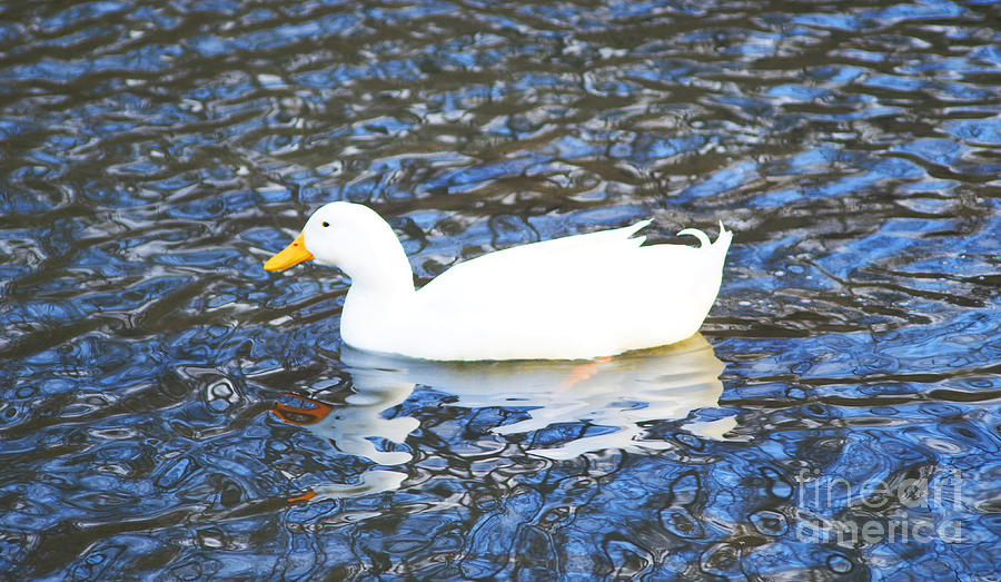 Swimming Duck in South Park Photograph by Luther Fine Art