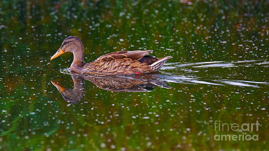 Swimming duck Photograph by Nick  Biemans
