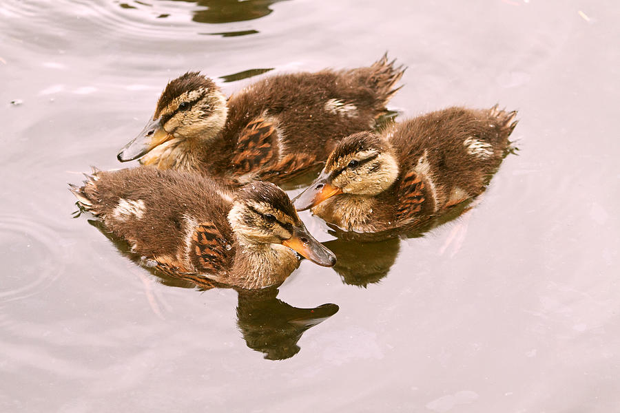 Swimming Ducklings Photograph by Peggy Collins