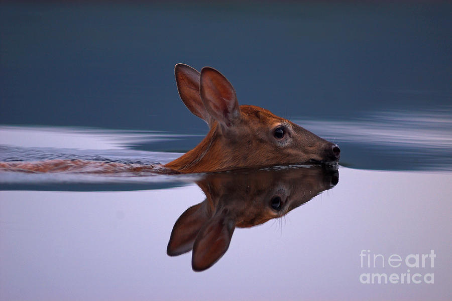 Swimming Fawn Photograph by Jane Axman