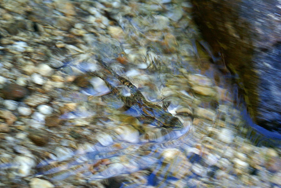 Swimming Frog Photograph by Ben Upham III