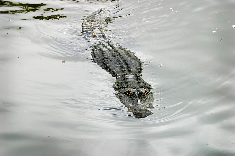 Swimming Gator Photograph by Anthony Jones