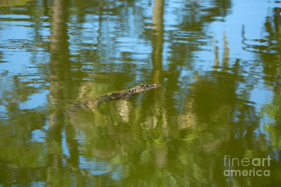 American Alligator Photograph - Swimming gator by Louise Heusinkveld