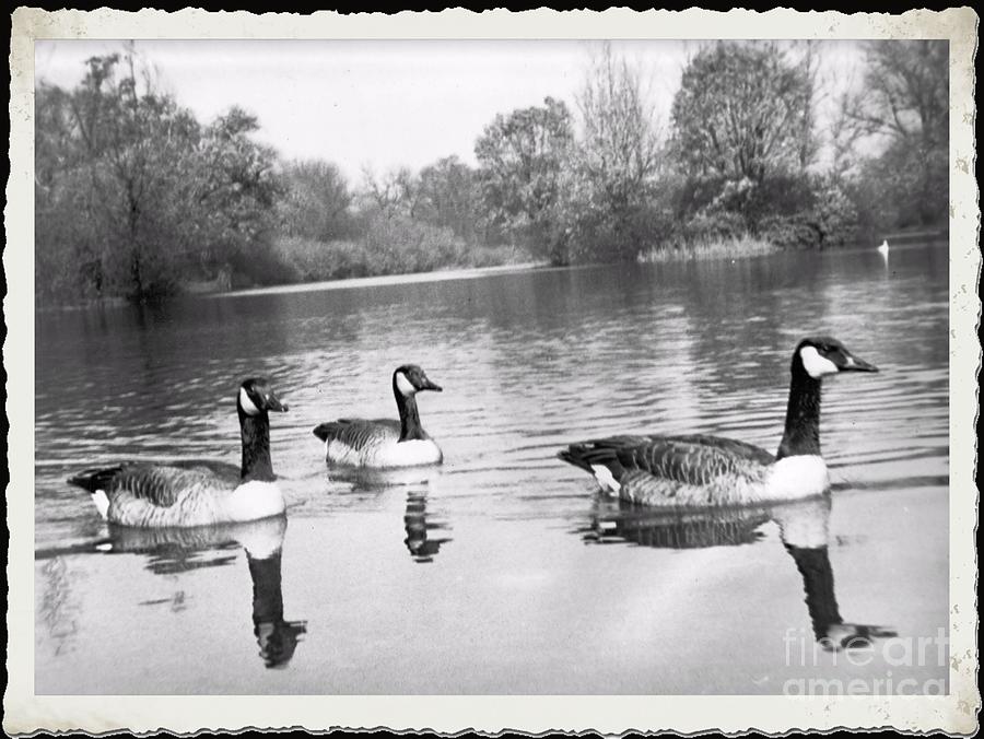 Swimming Geese-  Vintage Photograph Photograph by Luther Fine Art