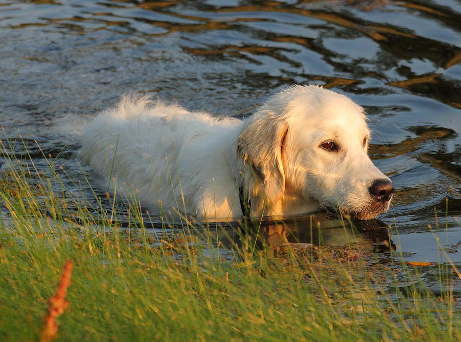 Swimming Golden Retriever Photograph by Coby Cooper