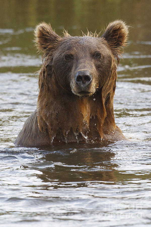 Swimming Grizzly Photograph by Jason O Watson - Pixels