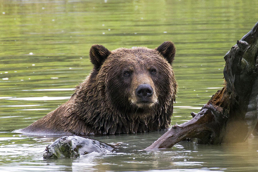 Swimming Grizzly Photograph by Saya Studios
