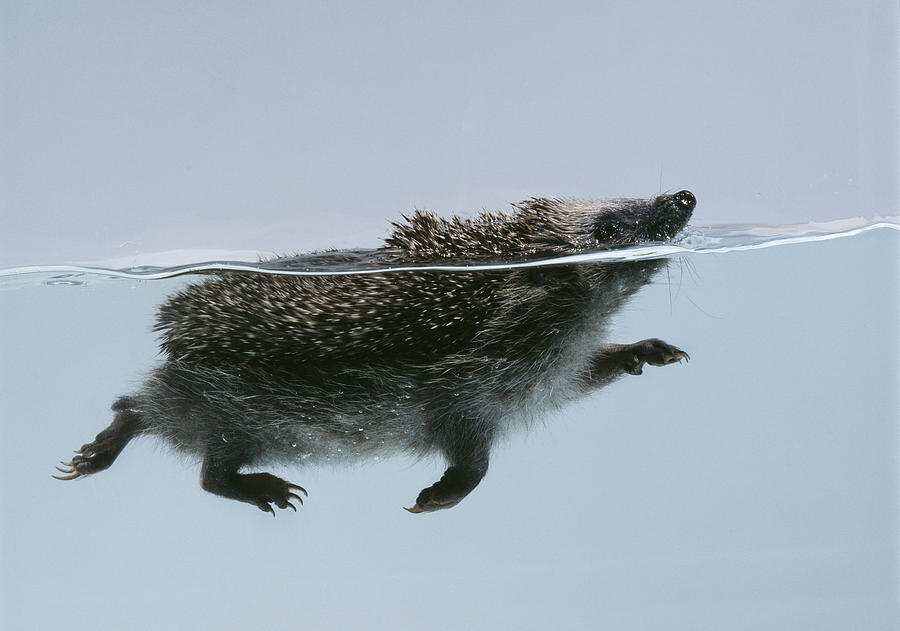 Swimming Hedgehog Photograph by John Daniels