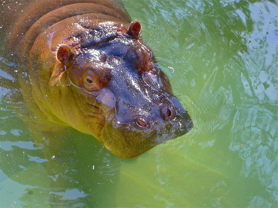 Swimming Hippo Photograph by Denise Mazzocco