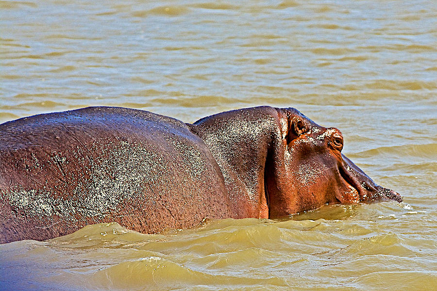 Hippopotamus Photograph - Swimming Hippopotamus in Saint Lucia Estuary in South Africa  by Ruth Hager