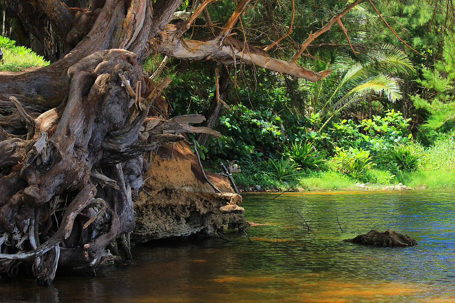 Jungle Photograph - Swimming Hole by Kris Hiemstra