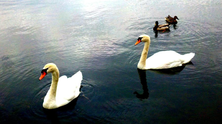 Swan Photograph - Swimming in Lake Anna by Connie Ann LaPointe