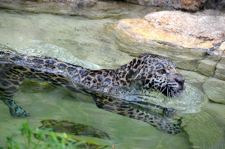 Swimming Jaguar Photograph by Richard Bryce and Family