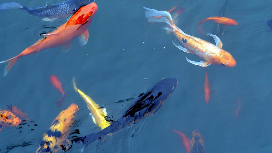 Koi Photograph - Swimming Koi Fish by Patrick Morgan