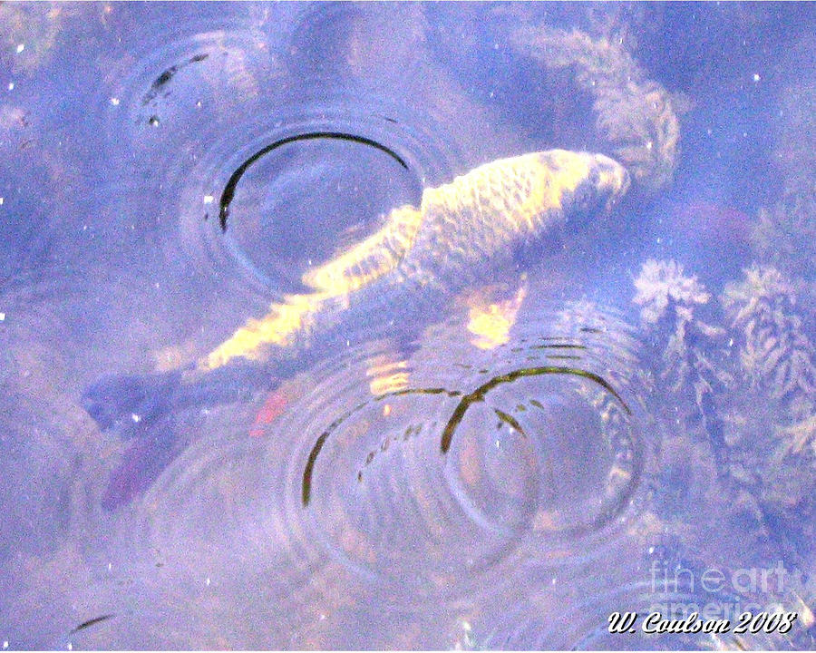 Swimming Koi Photograph by Wendy Coulson