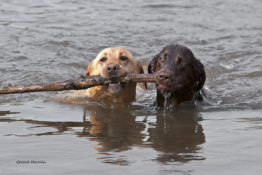 Dog Photograph - Swimming Labs by Gerald Marella