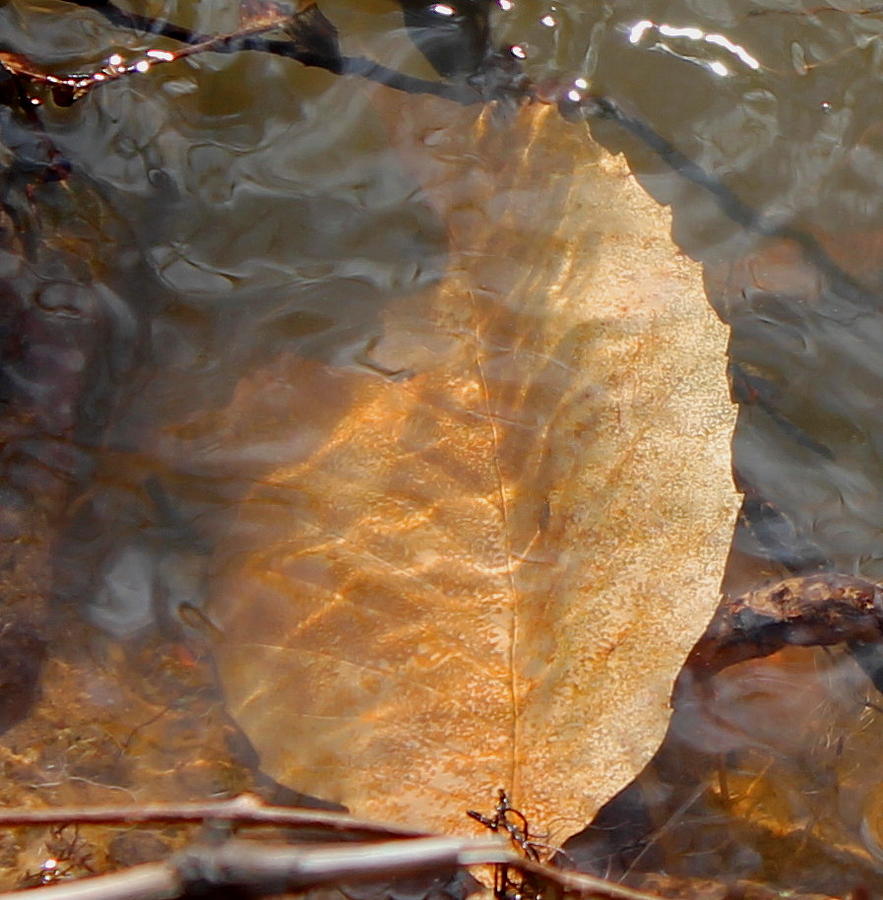 Leaf Photograph - Swimming Leaf by Candice Trimble Leaf Photograph - Swimming Leaf by Candice Trimble