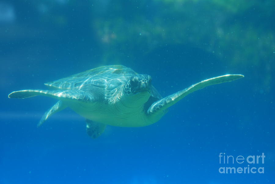Swimming Leatherback Sea Turtle Photograph by DejaVu Designs