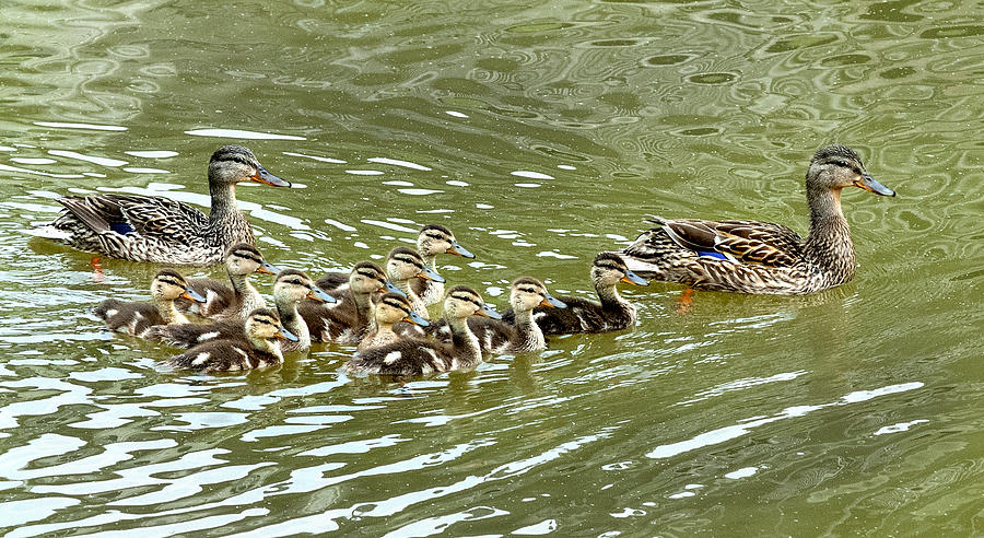Swimming Lesson Photograph by Carol Erikson