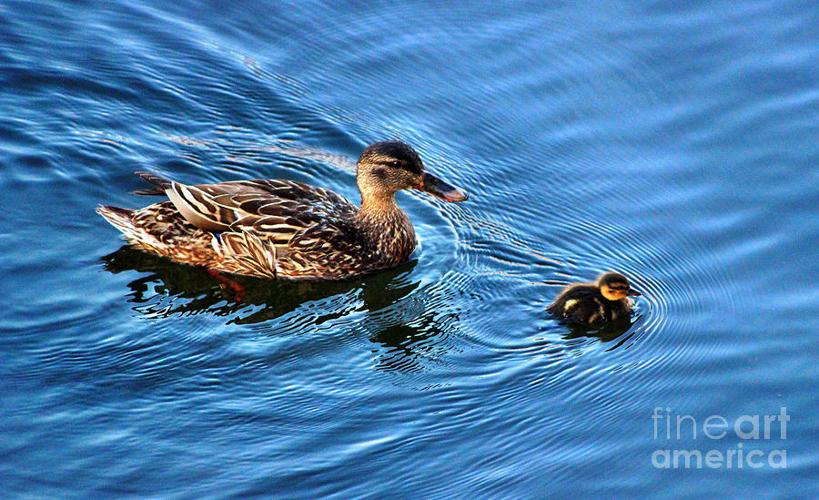 Duck Photograph - Swimming Lesson  by Judy Palkimas