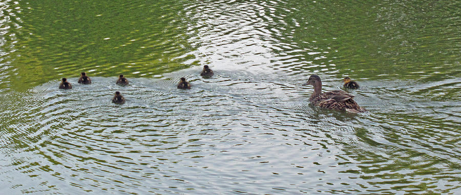 Swimming Lessons Photograph by Barbara McDevitt