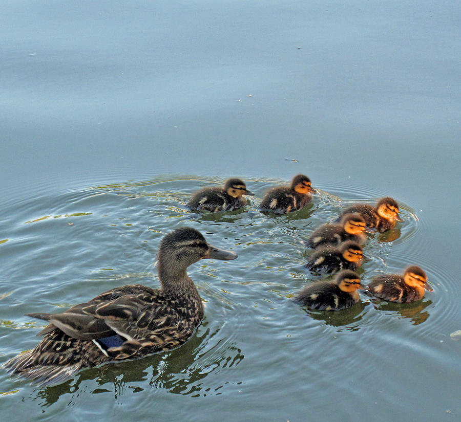 Swimming Lessons Two Photograph by Barbara McDevitt