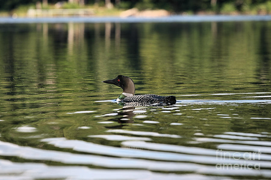 Swimming Loon Photograph by Stan Reckard