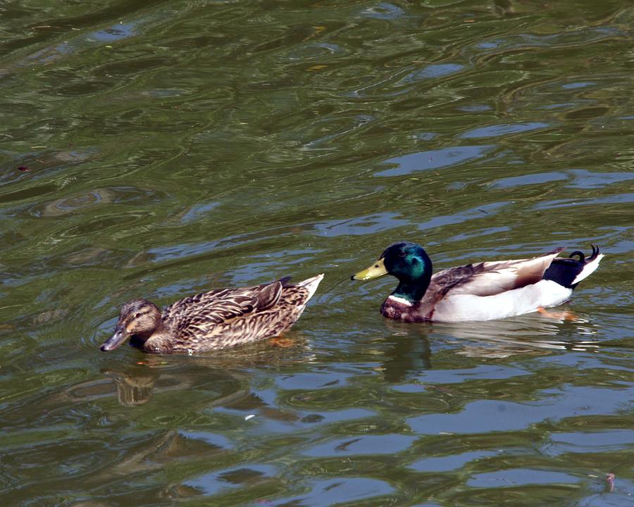 Swimming Mallards Photograph by Dennis Sotolongo - Fine Art America