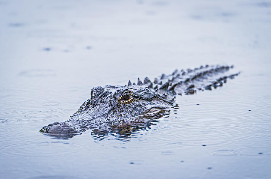 Alligator Photograph - Swimming on a Rainy Day - Alligator Photograph by Duane Miller