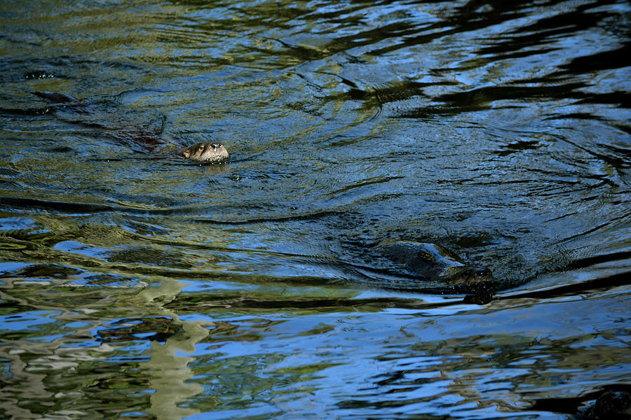 Swimming Otters Photograph by Judy Wanamaker