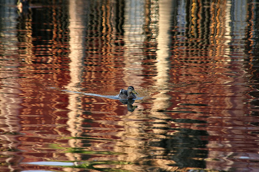 Swimming Over Reflections Photograph