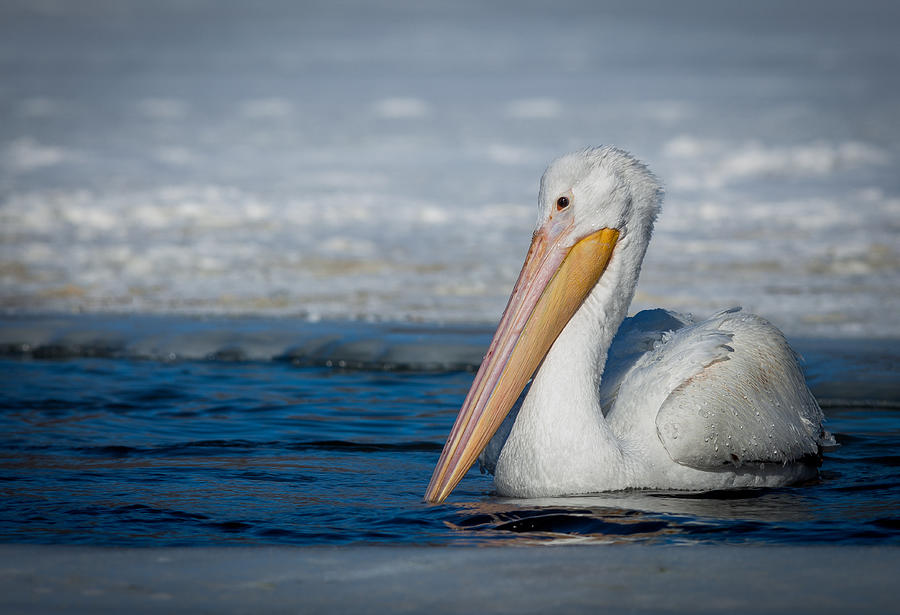 Pelican Photograph - Swimming Pelican by Chris Hurst