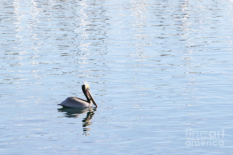 Swimming Pelican Photograph by Henrik Lehnerer