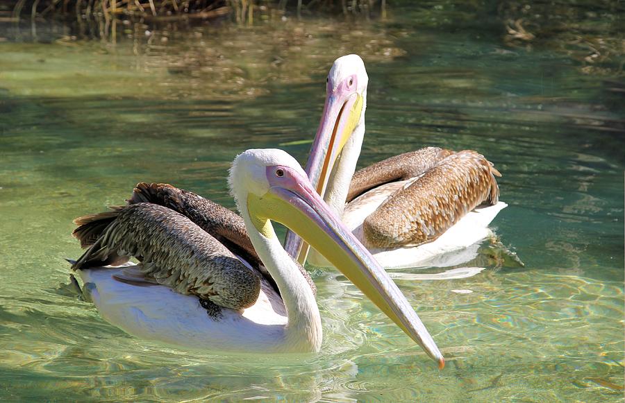 Swimming Pelicans Photograph by Jane Girardot