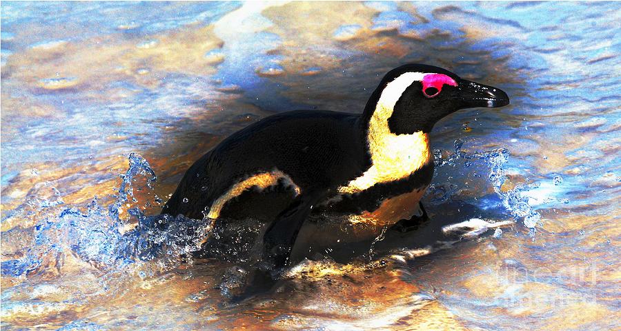 Swimming Penguin Photograph