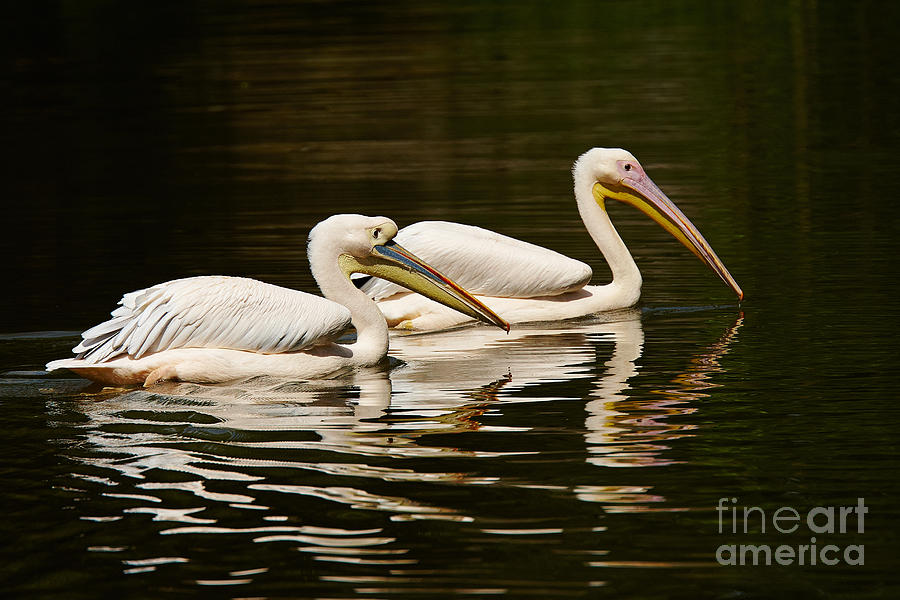 Swimming Pink Pelicans Photograph by Nick  Biemans