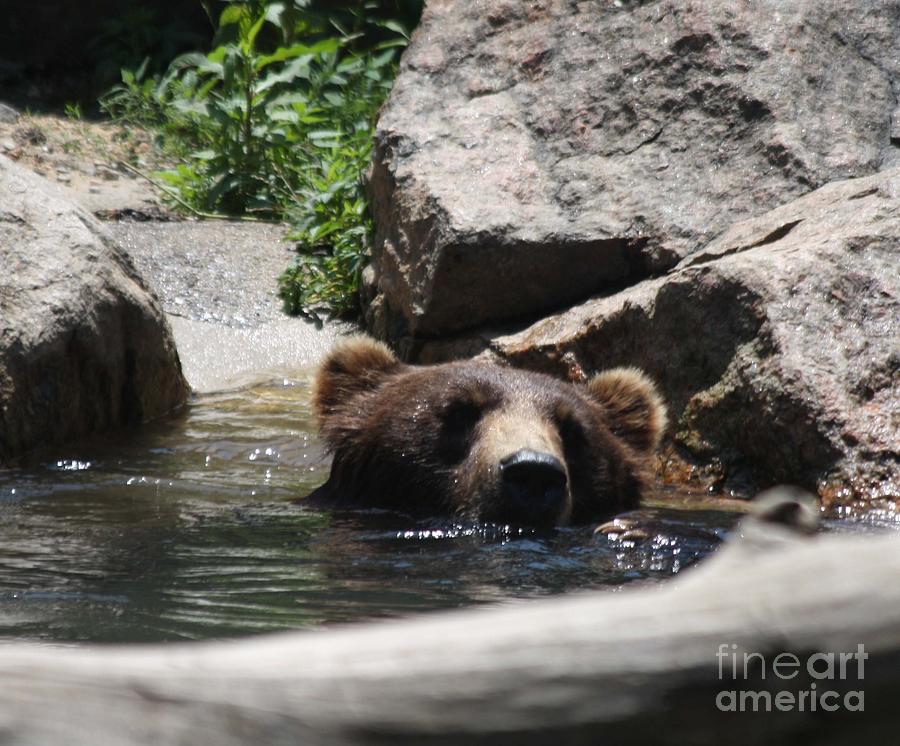 Swimming Pool Grizzly Bears Only Photograph by John Telfer