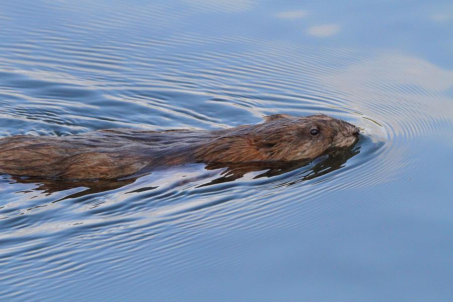 Swimming River Otter Photograph by Dan Sproul