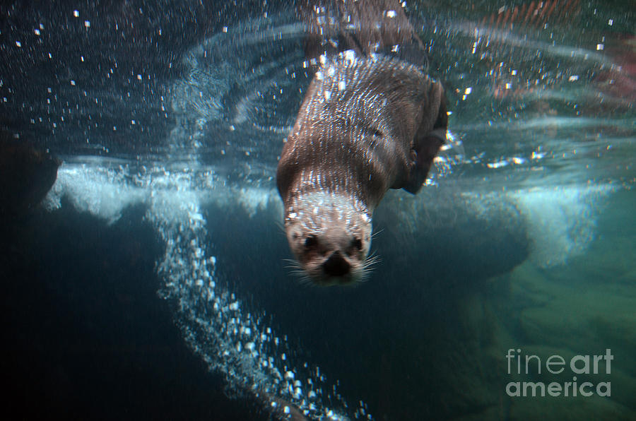 Swimming river otter Photograph by Frank Larkin
