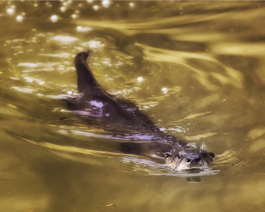 Swimming River Otter Photograph by Michael Dougherty