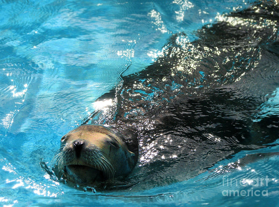 Sea Lion Photograph - Swimming Sea Lion by Kristine Widney