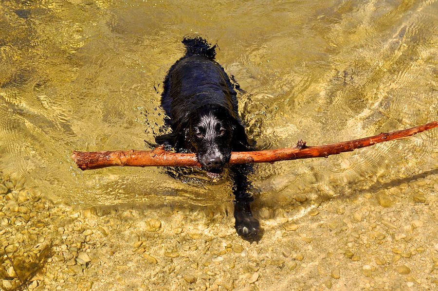 Nature Photograph - Swimming Spaniel by Kristina Deane