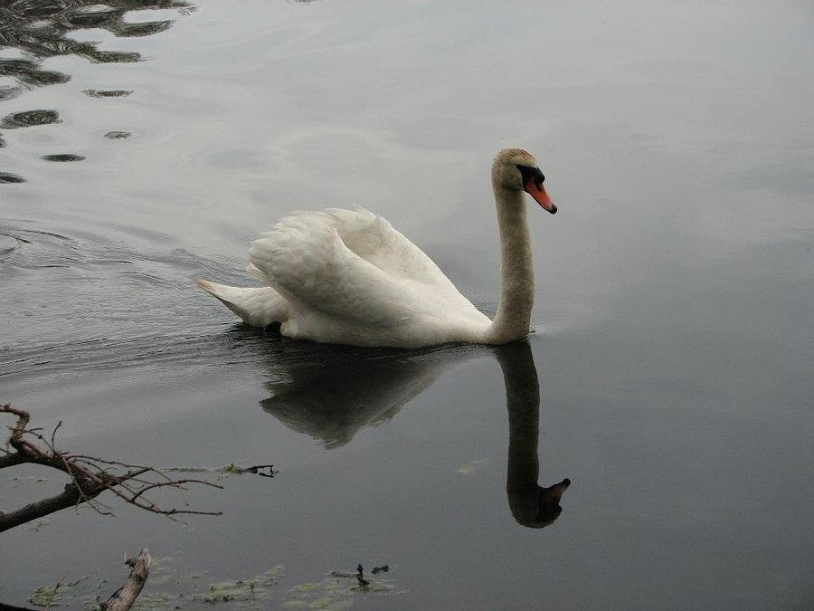 Swimming swan Photograph by Michelle Lawrence
