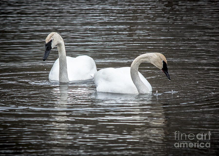 Swimming Swans Photograph by Cheryl Baxter