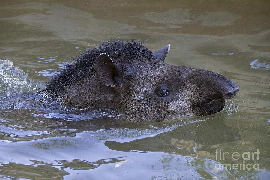 Nature Photograph - Swimming Tapir by Clare Bambers